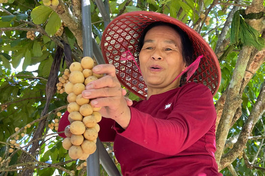 Về làng cổ thưởng thức trái bòn bon