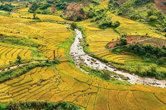 Mùa lúa chín nhuộm vàng thung lũng Măng Ri