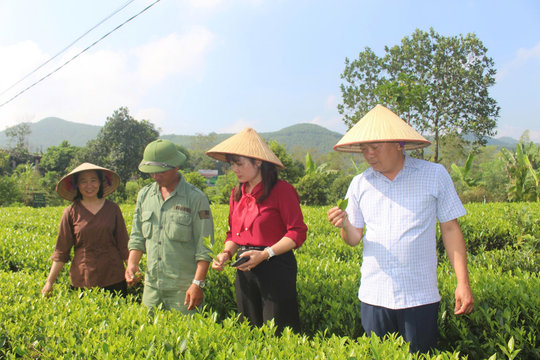 Vùng chè nổi tiếng Thái Nguyên và hành trình nâng giá trị lên 920 triệu đồng/ha