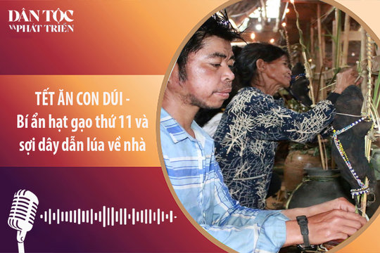 [Podcast] Tết ăn con dúi: Bí ẩn hạt gạo thứ 11 và sợi dây dẫn lúa về nhà