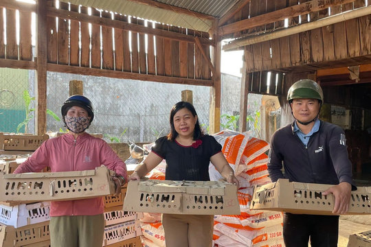 Chăn nuôi gà mía theo hướng an toàn sinh học lần đầu triển khai ở xã biên giới Buôn Đôn