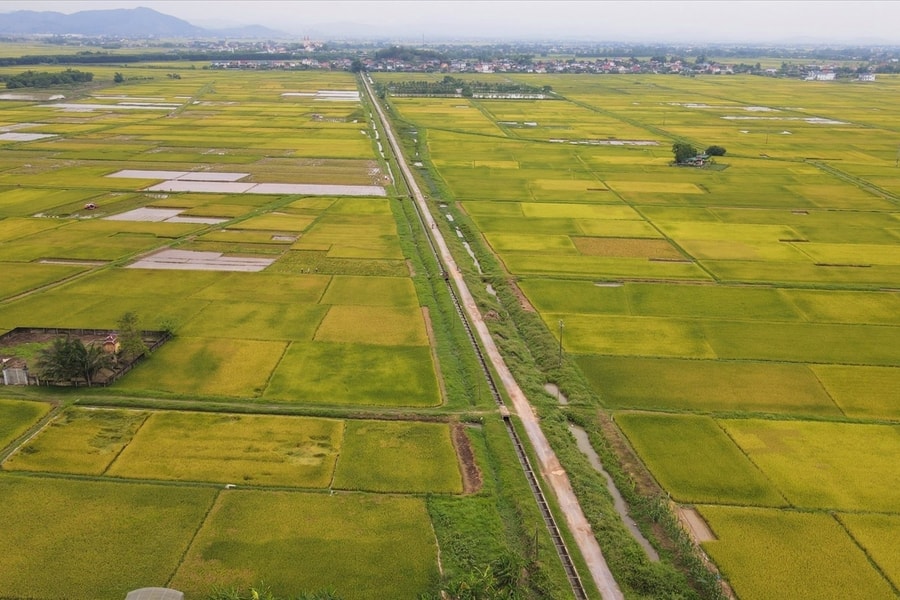 Tìm nguyên nhân hàng ngàn ha lúa Xuân 2025 ở Nghệ An “mất trắng”