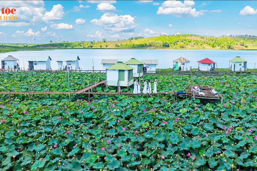 Mùa sen hồng bên miệng núi lửa Ia Băng