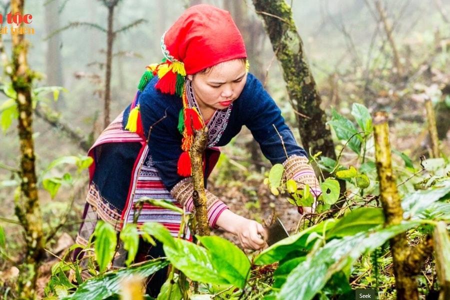 Nghề thuốc Nam của đồng bào Dao đỏ