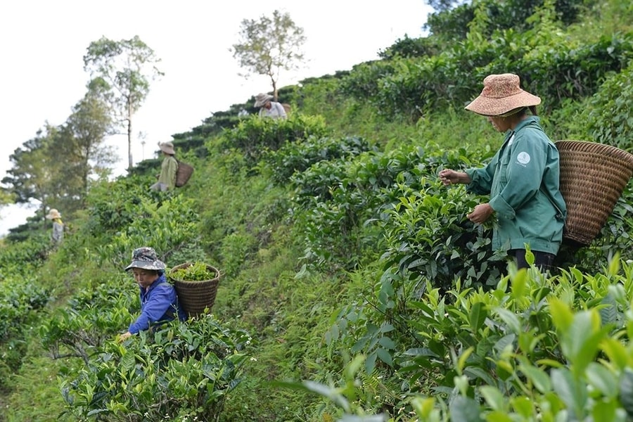 Gỡ khó trong thực hiện liên kết sản xuất theo chuỗi giá trị: Chưa thể hết khó trong một sớm một chiều