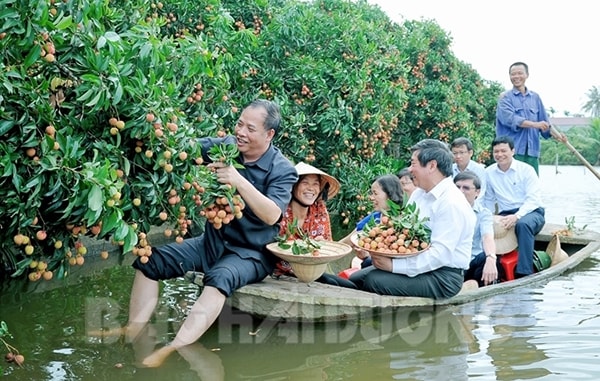 Cây vải tổ Thanh Hà – "nhân chứng sống" hơn 150 năm tuổi