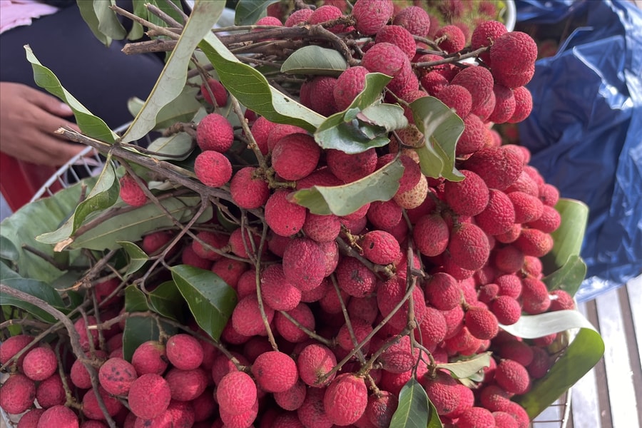 Qủa của rừng