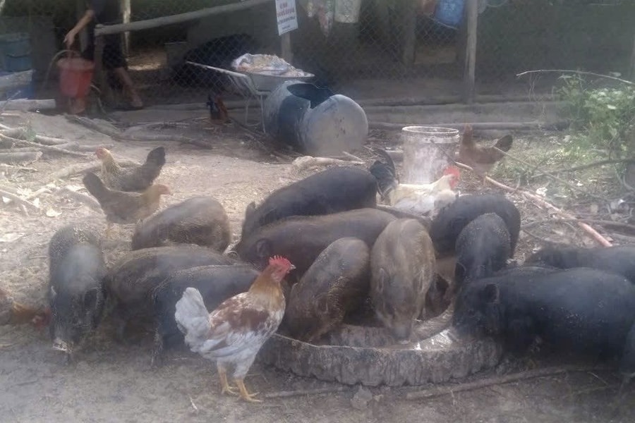Thanh niên người Bru Vân Kiều khởi nghiệp thành công từ mô hình nuôi lợn bản