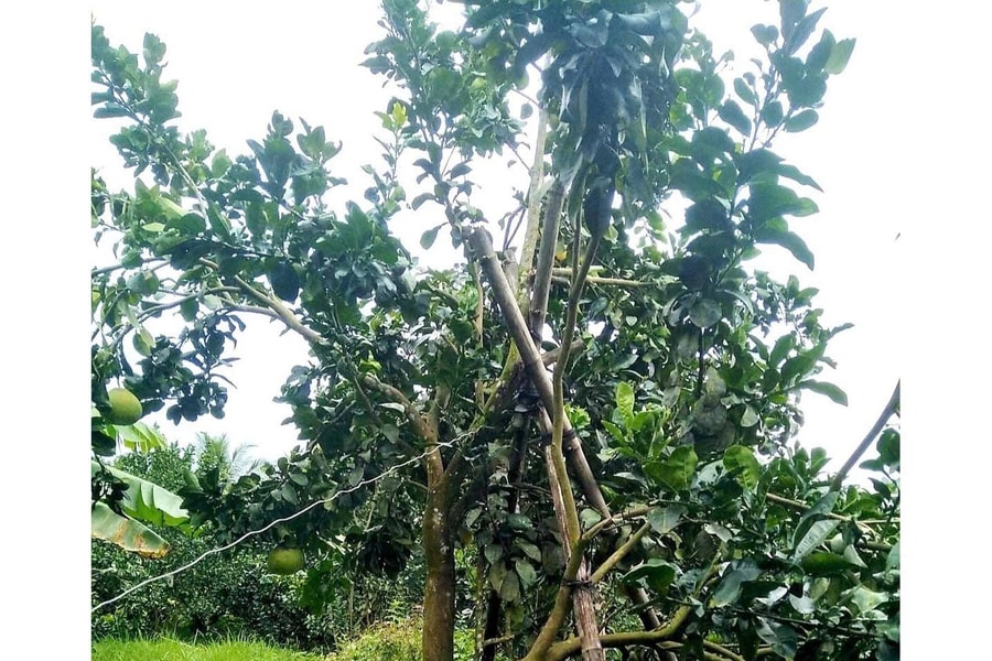 Chủ động bảo vệ sản xuất, ứng phó bão số 1