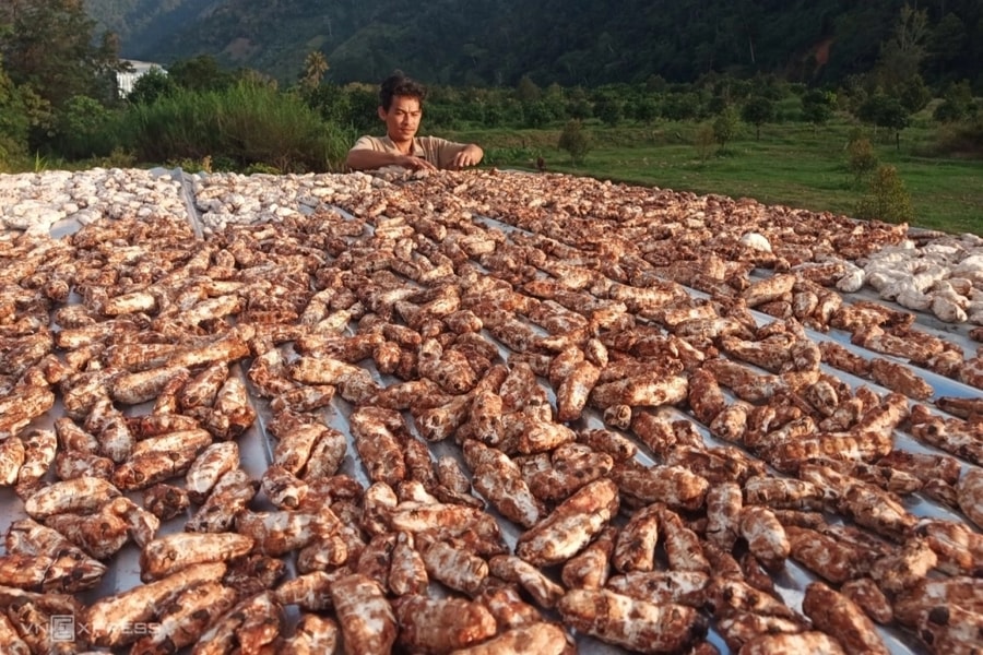 Huyện Bác Ái (Ninh Thuận): Hợp tác xã nông nghiệp nâng tầm sản phẩm OCOP