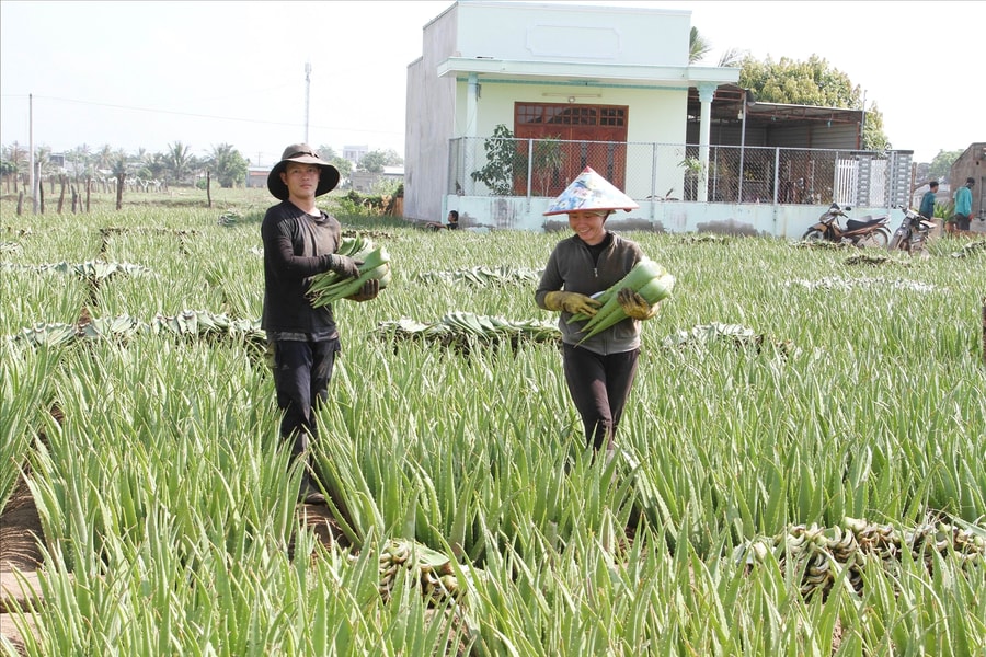 Ninh Thuận: Nông dân no ấm từ cây nha đam