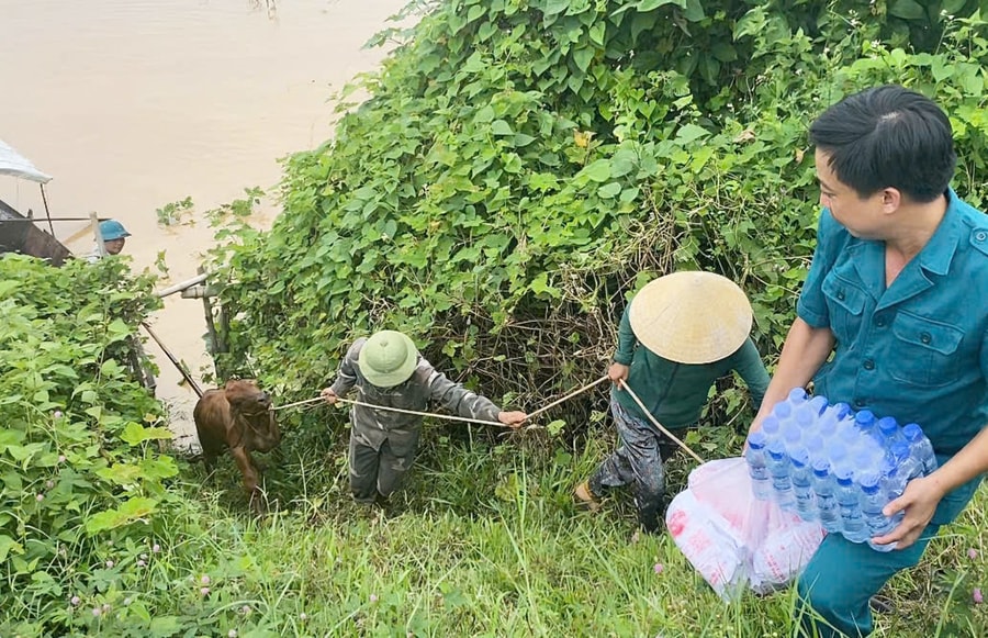 Giải cứu thành công đàn bò mắc kẹt giữa bãi bồi sông Lam
