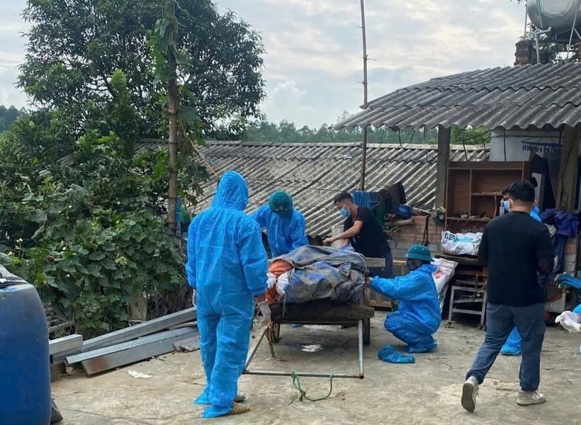 Phú Thọ: Dịch tả lợn châu Phi lan rộng  64 xã, phường, 25 xã đã công bố dịch