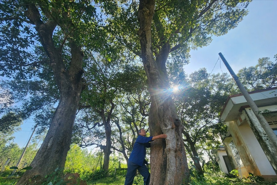 Gia Lai: Bảo vệ rừng cây Kơ nia cổ thụ độc nhất vô nhị ở đồng bằng