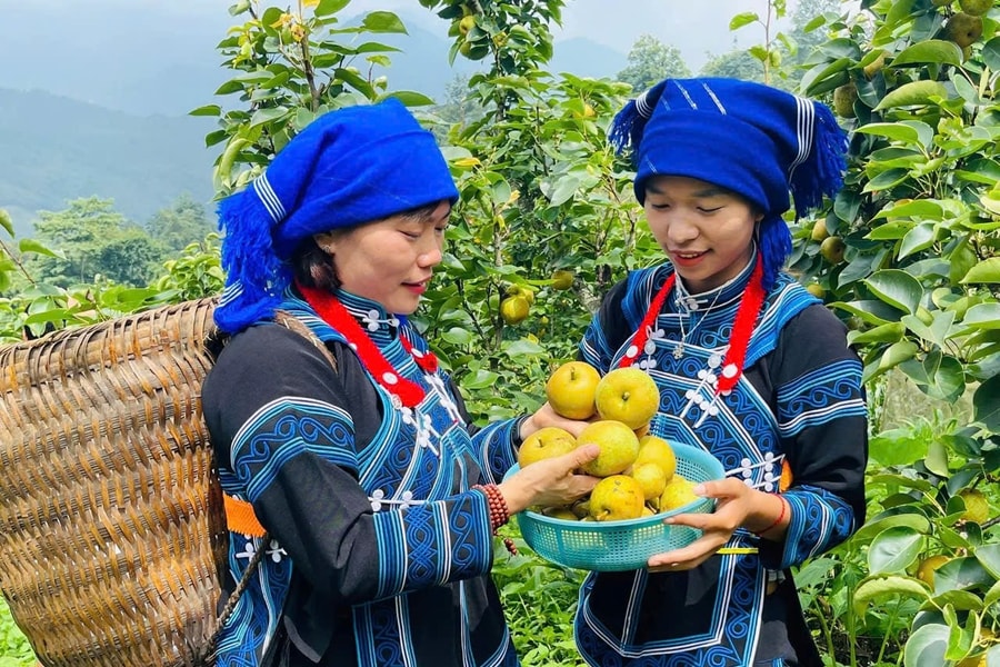 Lê vào vụ, bản làng vào mùa du lịch