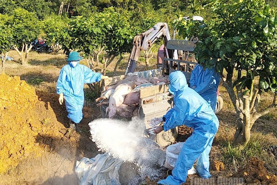 Tuyên Quang: Nguy cơ lan rộng dịch tả lợn châu Phi trên địa bàn