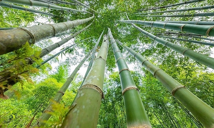 Hướng dẫn kỹ thuật trồng luồng