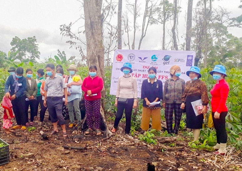 Gia Lai: Nghiệm thu đề tài trồng và chế biến sản phẩm thương mại từ cây đảng sâm theo tiêu chuẩn GACP-WHO