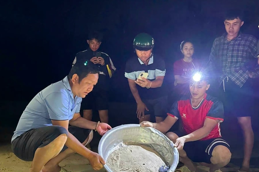Gia Lai: Thả 11 cá thể rùa biển trên xã đảo Nhơn Châu về môi trường tự nhiên