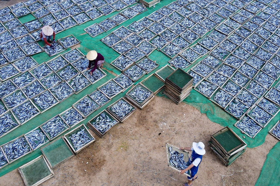 Cá cơm, cá nục vào mùa