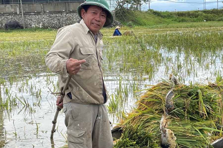 Nông dân xứ nghệ khóc ròng trên đồng lúa