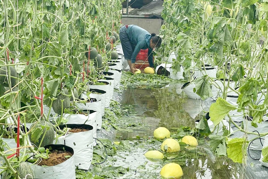 Ngành Nông nghiệp Nghệ An thiệt hại nặng nề sau bão số 5