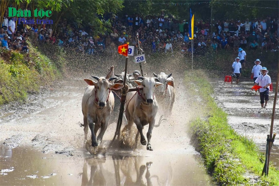 Kịch tính những màn rượt đuổi trong giải đua bò của đồng bào Khmer tại chùa Rô