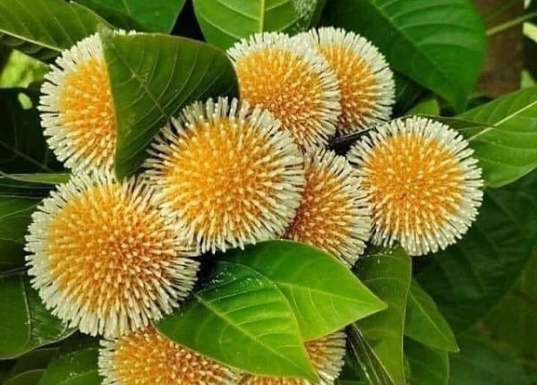 Cây gáo nước chữa bệnh gì?