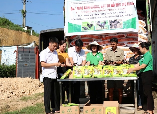 Thái Nguyên phát triển mô hình nuôi gà H’Mông - Hướng đi bền vững cho nông nghiệp đặc sản