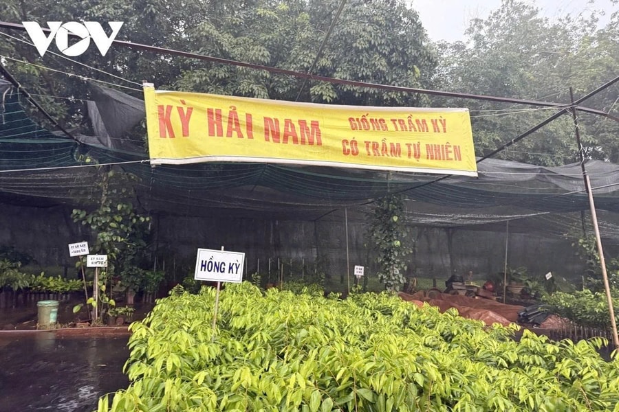 Cảnh báo về cây ngoại lai “Kỳ Hải Nam” bảo vệ đa dạng sinh học và quyền lợi của người dân
