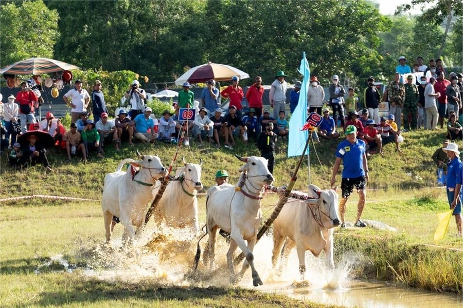 64 đôi bò tranh tài kịch tính tại Hội Đua bò Bảy Núi ở An Giang năm 2025