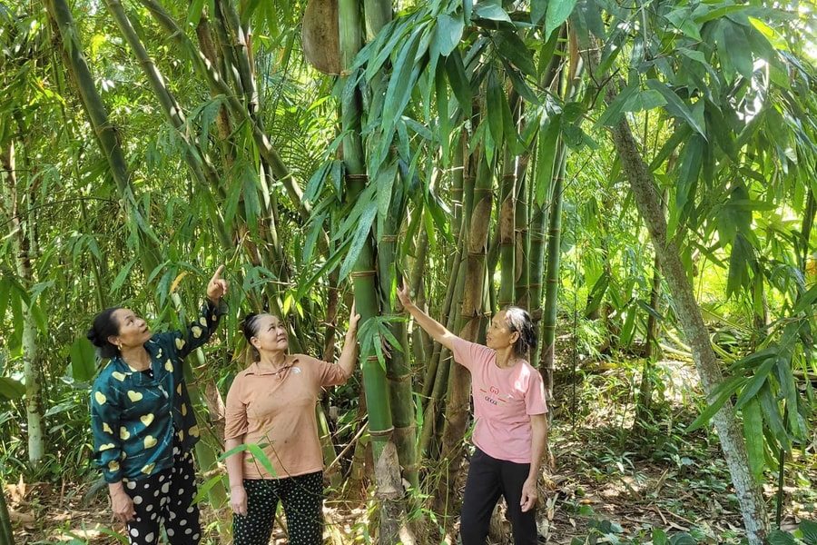 Đồng bào Mường ở Thiết Giang trồng cây măng Bum để nâng cao đời sống
