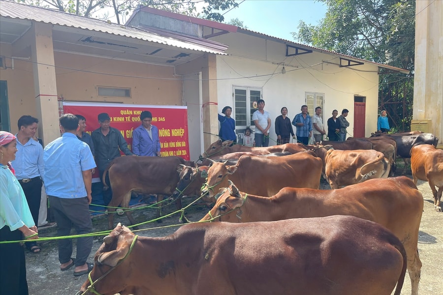 Đoàn Kinh tế - Quốc phòng 345: Hỗ trợ gia súc cho hàng chục hộ nghèo đồng bào Mông