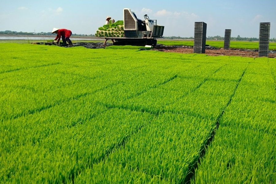 Hà Nội đẩy mạnh phát triển vùng lúa chất lượng cao, hướng tới mục tiêu xuất khẩu