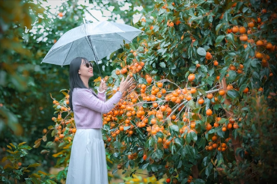 Măng Đen: Vườn hồng treo gió gọi Thu về
