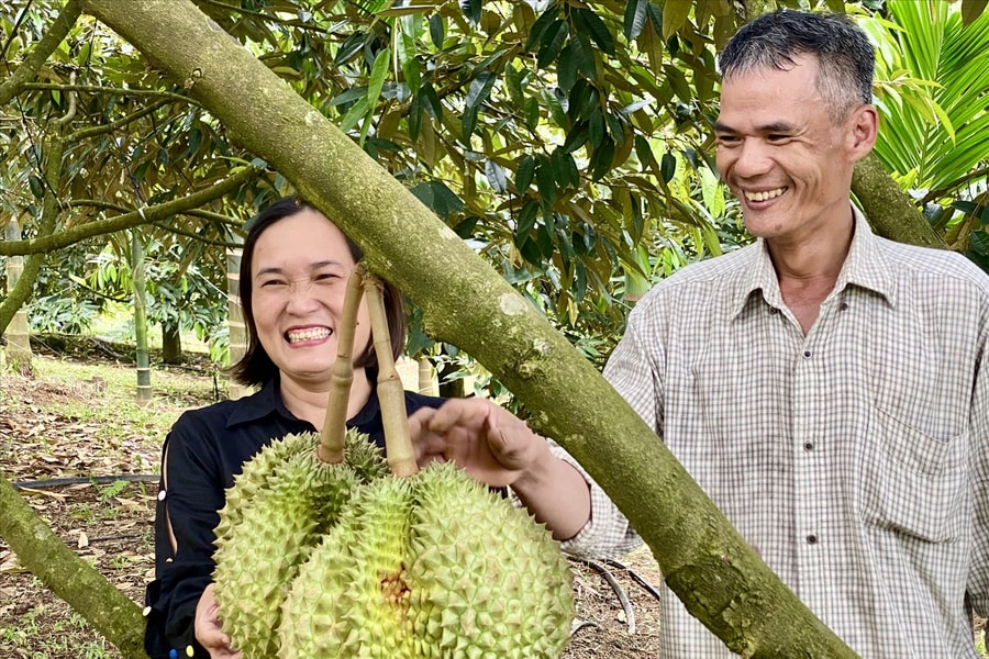 Nông dân vùng đất cằn Trà Tân tìm được hướng kiếm bội tiền từ cây sầu riêng