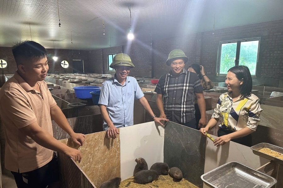 Thanh niên người Dao thu hàng trăm triệu từ nuôi dúi
