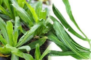 Rau mùi tàu- vị thuốc tốt trị các chứng bệnh thông thường