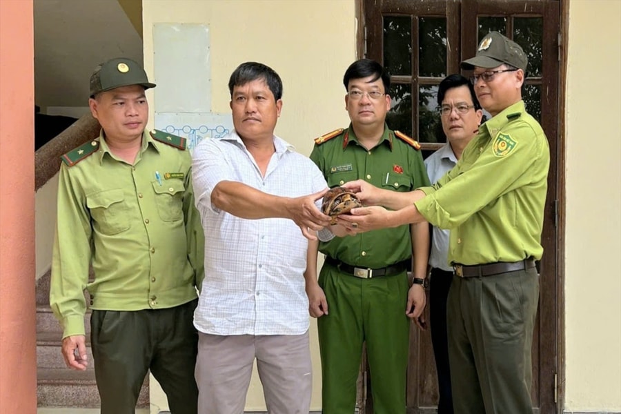 Người dân bàn giao cá thể rùa quý hiếm cho Kiểm lâm thả về tự nhiên