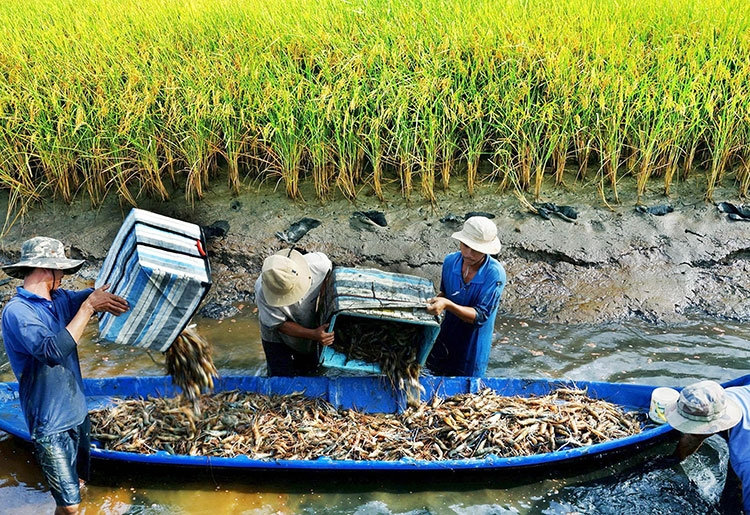 Nông nghiệp phía Nam tăng tốc chuyển đổi xanh, hướng tới phát triển bền vững