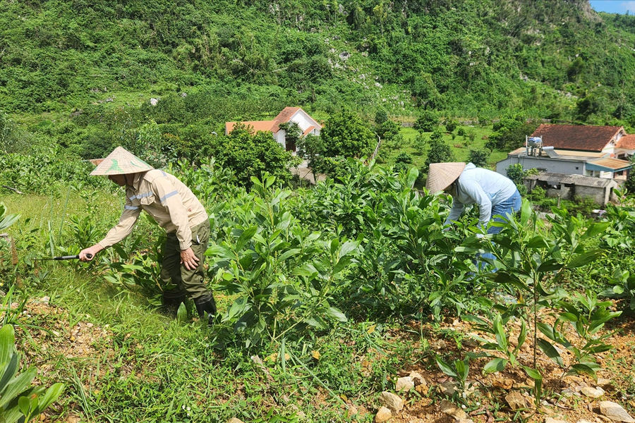 Hồi sinh những cánh rừng sau bão Yagi