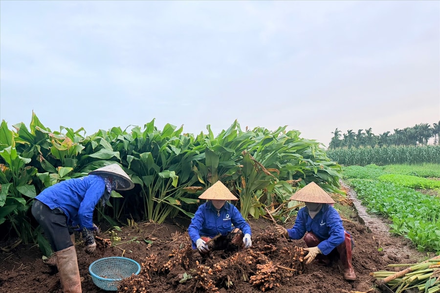 Tổ chức lại hoạt động khuyến nông theo mô hình chính quyền địa phương hai cấp - Bước đi quan trọng nâng cao hiệu quả phục vụ nông dân