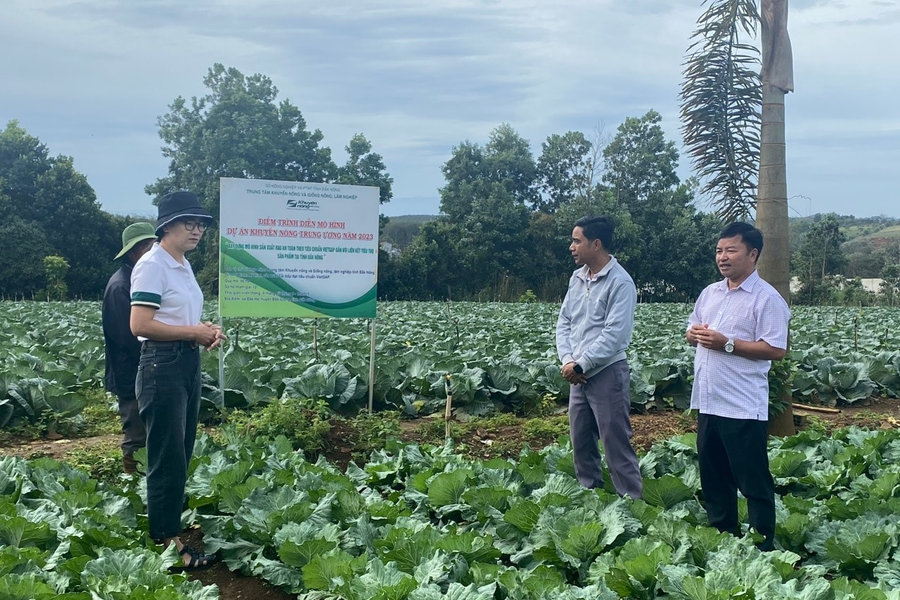 Liên kết trồng rau ở Lâm Đồng: Hướng phát triển bền vững cho nông nghiệp và nông dân