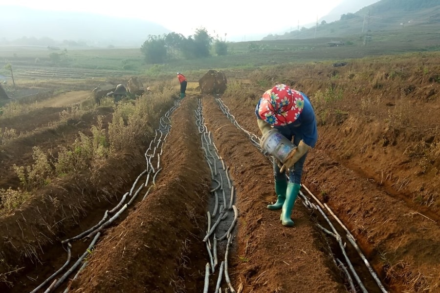 Thí điểm mô hình trồng lúa, mía tạo tín chỉ carbon đến năm 2035
