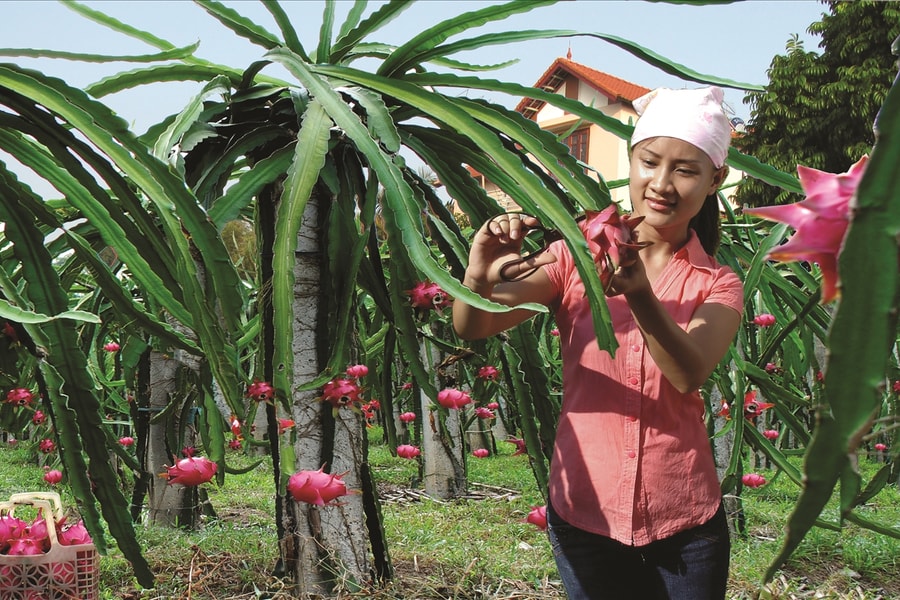 Phú Thọ chương trình OCOP nâng tầm giá trị nông sản địa phương
