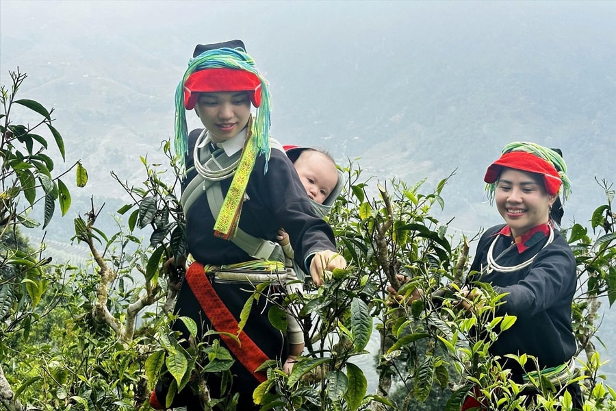 Sản phẩm chè Tuyên Quang đạt nhiều giải vàng tại Cuộc thi trà quốc tế châu Á - Thái Bình Dương