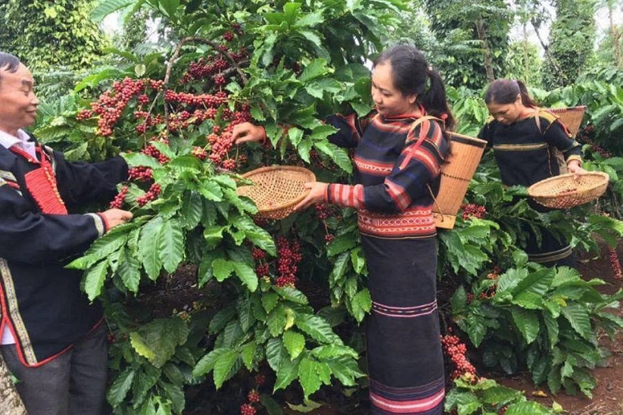 Cà phê Đắk Lắk cùng các sản phẩm OCOP chinh phục thị trường Hàn Quốc