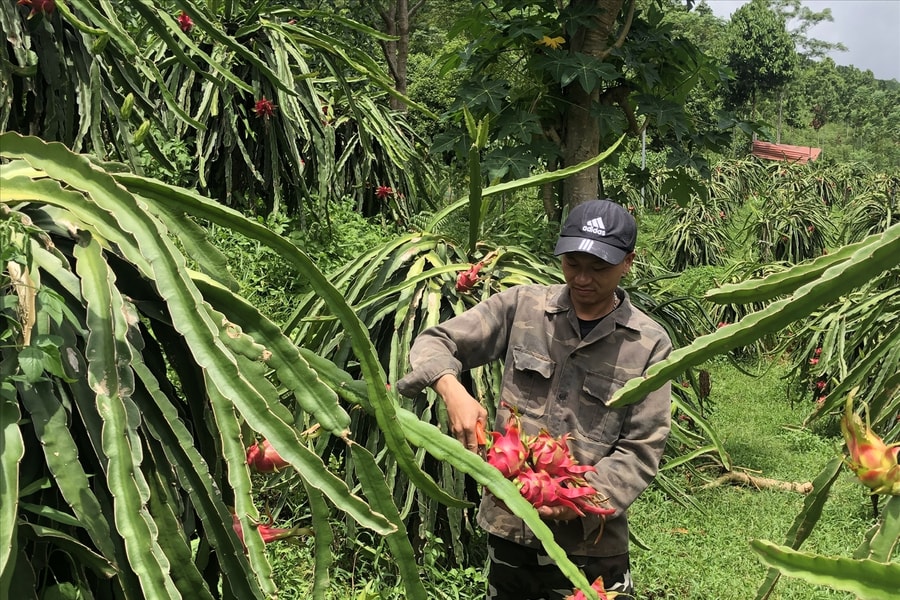 “Bà đỡ” cho nông dân vùng cao Lào Cai