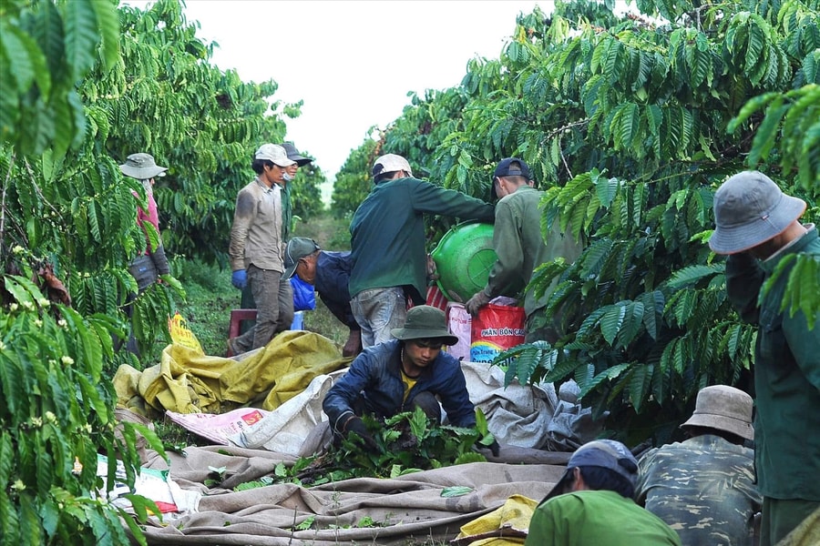 Lập nhóm Zalo để chia sẻ thông tin, bảo vệ vườn cà phê trong mùa thu hoạch