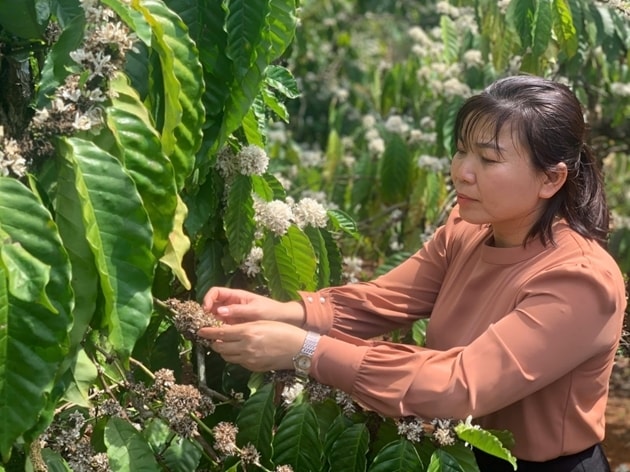 Tái canh - ghép cải tạo cà phê ở Lâm Đồng: Đòn bẩy nâng cao năng suất, hướng tới chuỗi giá trị bền vững
